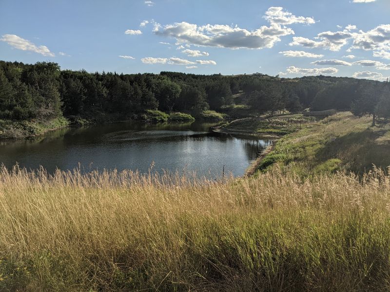 Starry Nights, Pool Days, and Wild Turkeys
