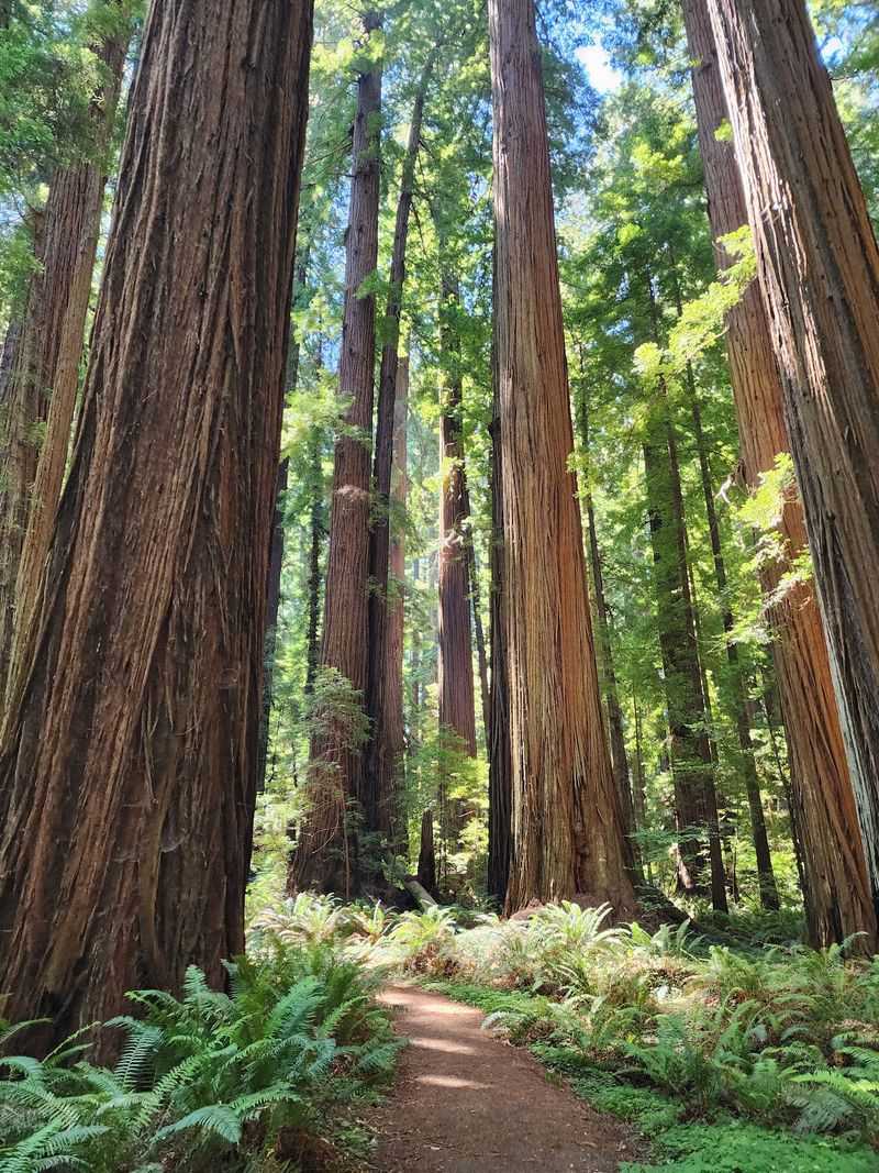 This California Redwood Grove Looks Like Another Planet And Star Wars Actually Filmed Here - Decor Hint Cheatham Grove Sits Apart From The Main Park Area
