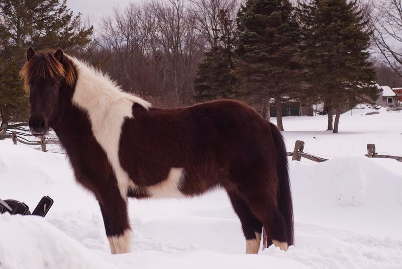 Farm Visits Bring Guests Close To The Horses
