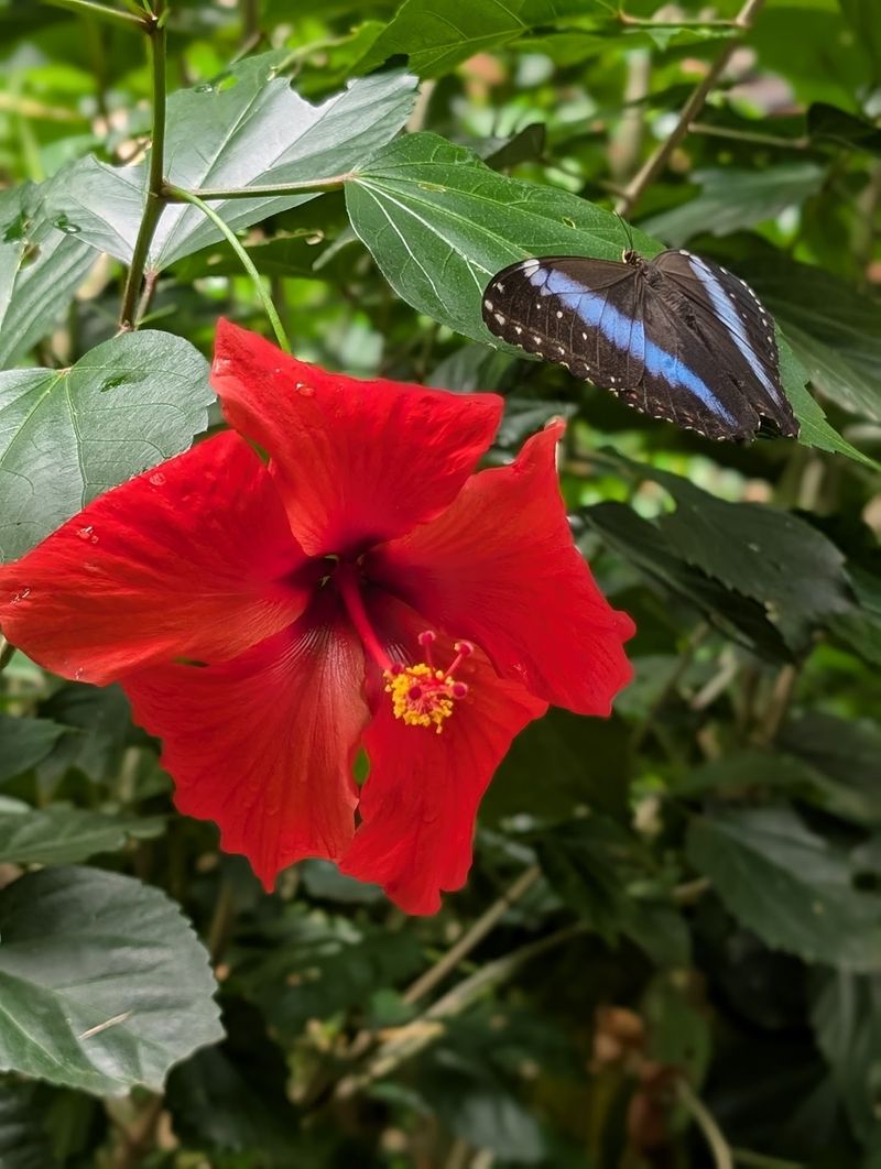 Plants, Pollinators And Purpose