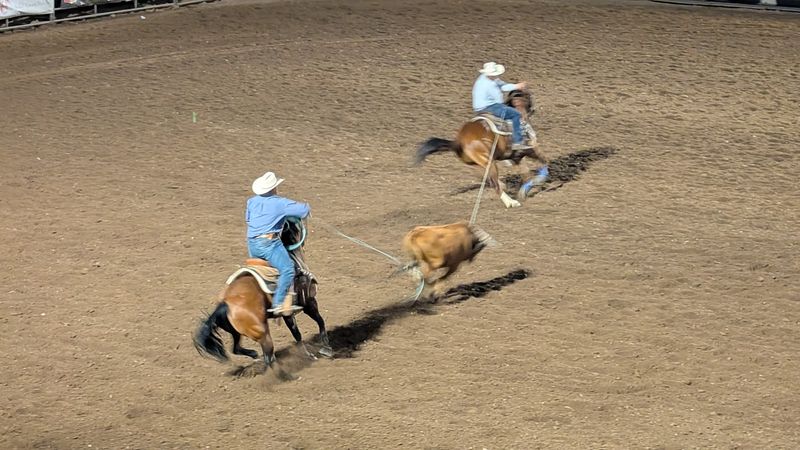 10 Idaho Rodeos So Wild They’re Worth Planning A Road Trip Around - Decor Hint That Famous Preston Night Rodeo - Preston
