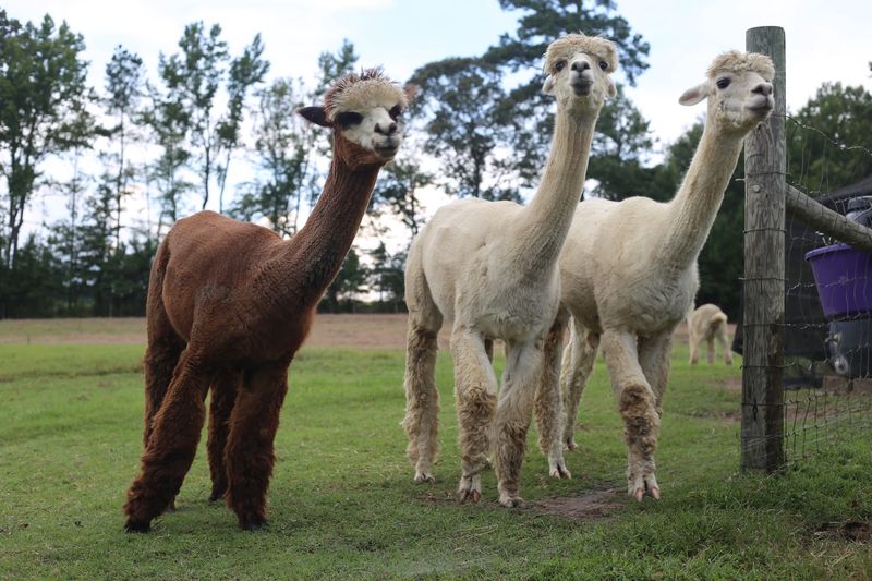 Kids Get Plenty Of Chances To Watch The Herd’s Funny Habits