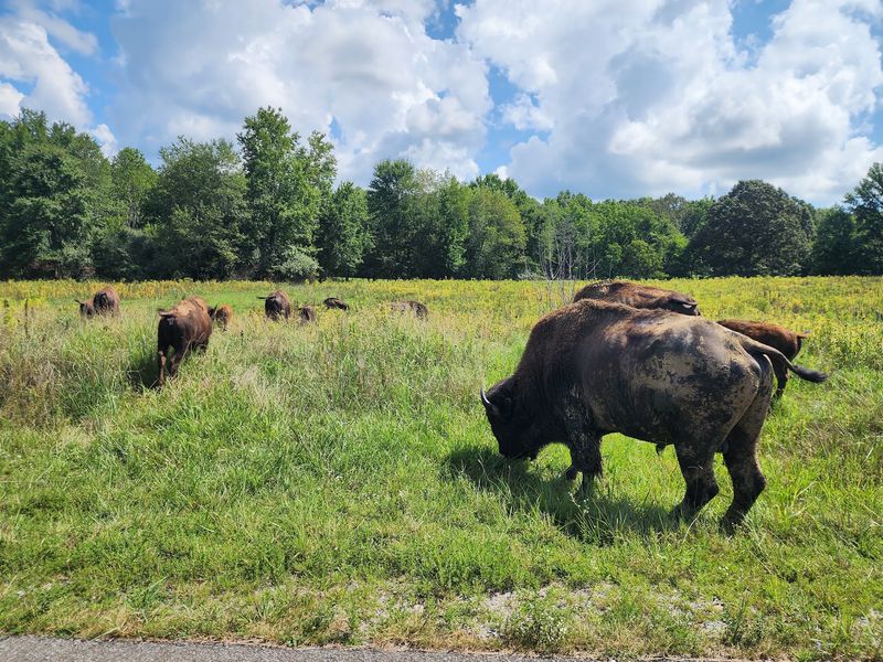 You Can Practically Walk On Water At This Kentucky Water Trail Filled With Eagles And Herons - Decor Hint Blue Treasure Hiding In The Gravel