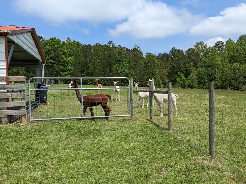 The Farm Visit Feels More Personal Than A Typical Petting Zoo Stop