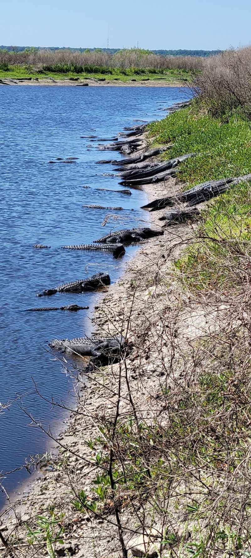 Alligators by the Dozen on the Boardwalk