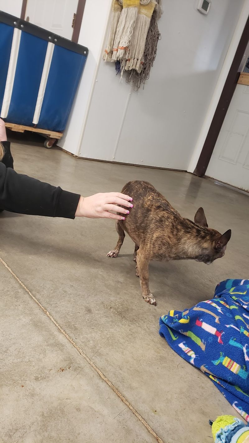 Volunteers, Kids and Learning to Sit Still With a Shy Dog