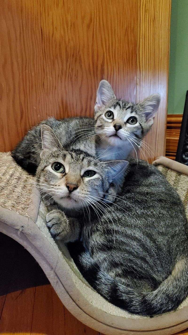 Kittens, Seniors, and Everyone Between