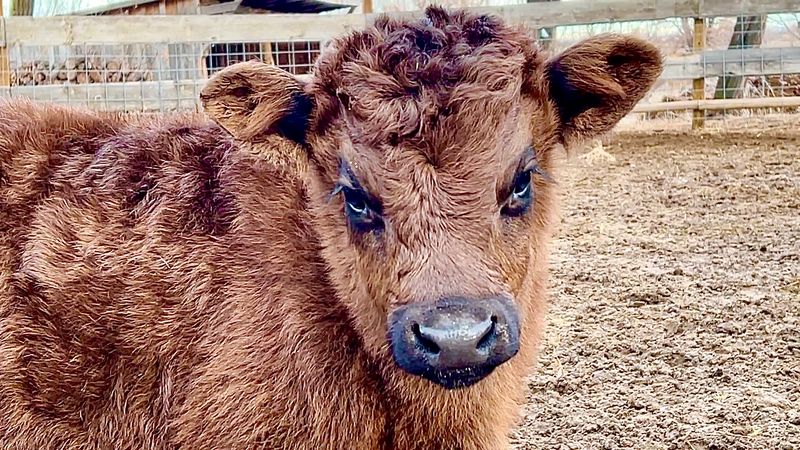 This Idaho Farm Lets You Get Up Close With Kangaroos, Highland Cows And More Than 300 Animals - Decor Hint Bottle-Fed Highland Calves Can Become Part Of The Experience During Certain Visits