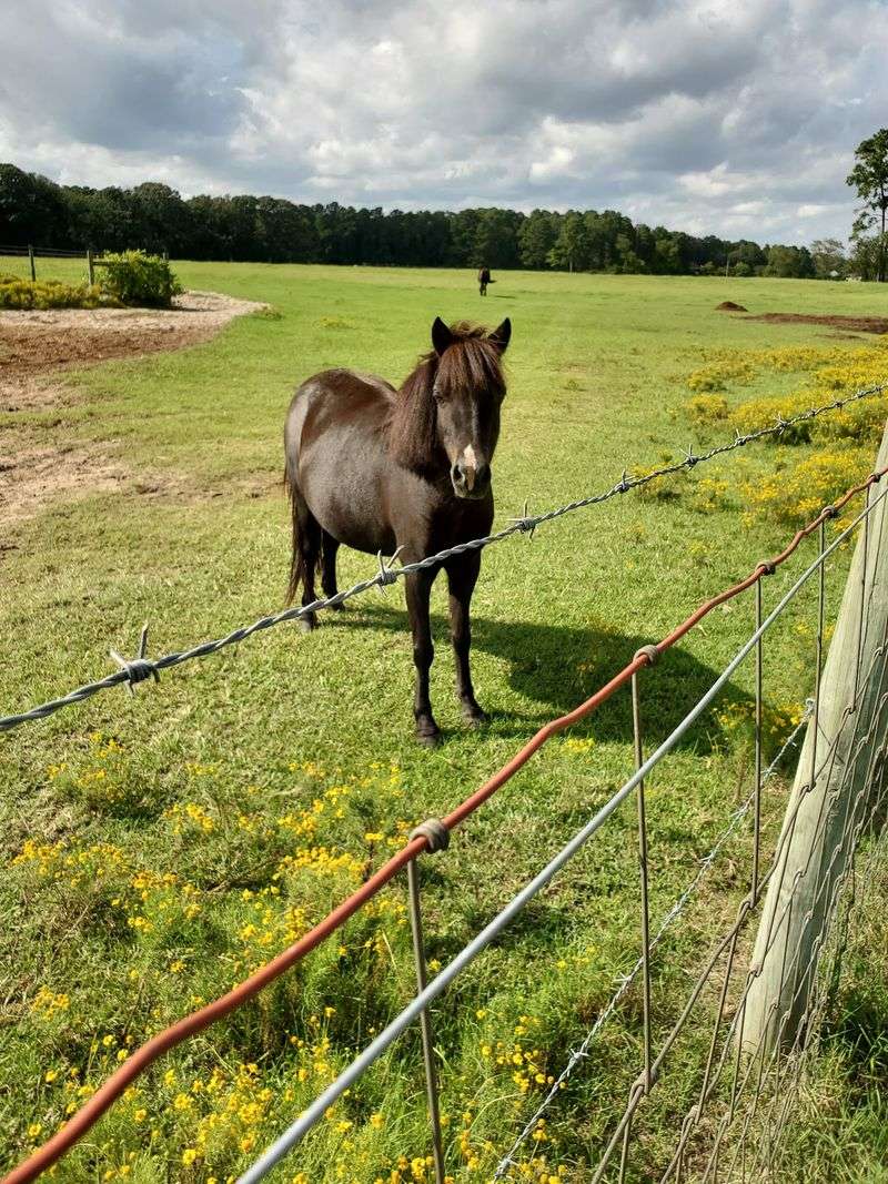 Learn How To Tack Up With An Instructor Beside You