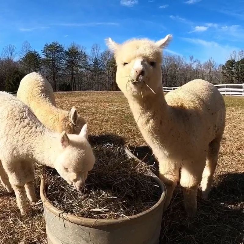 Learn What Makes Each Alpaca’s Personality Surprisingly Different