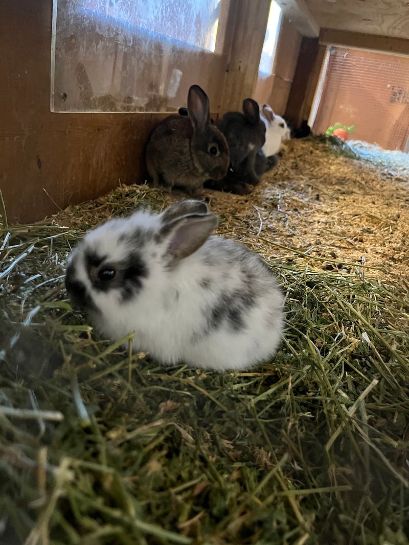 Visit The Bunny Area