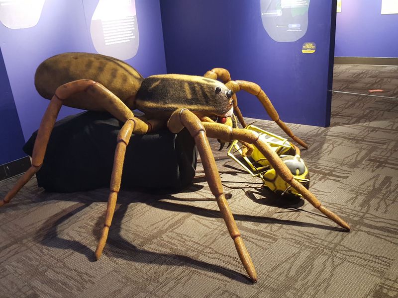 Snakes, Spiders And Mounted Wildlife