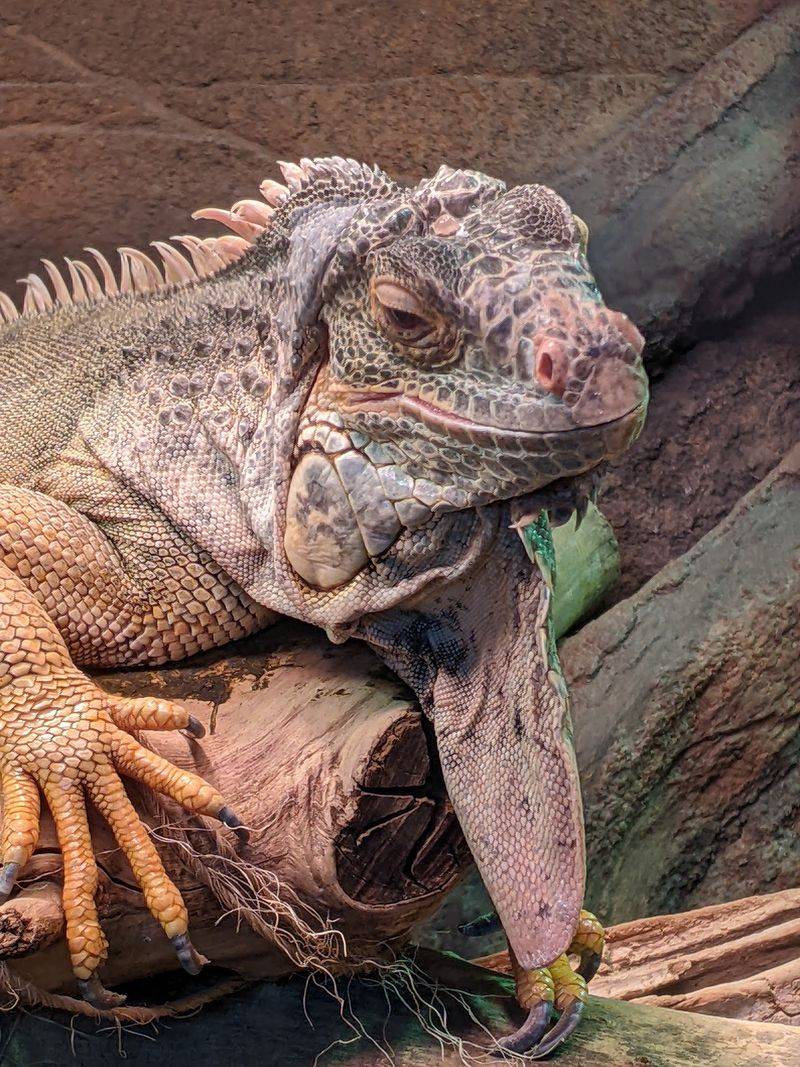 Look Beyond The Tanks For Reptiles And Other Unexpected Animals