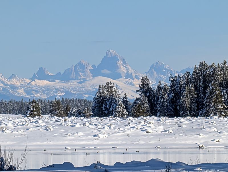 North America's Biggest Waterfowl