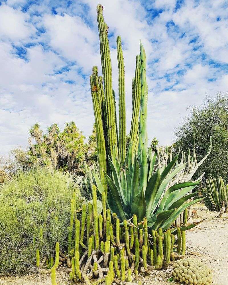 Explore Plants From Around The World