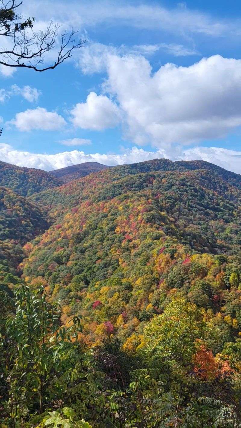 Thousands Of Monarch Butterflies Are Passing Through North Carolina’s Mountains This Fall - Decor Hint Pair Butterfly Watching With Sweeping Blue Ridge Mountain Views
