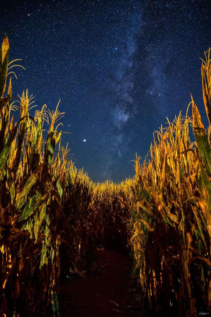 Plan Enough Time Because The Corn Maze Is Only The Beginning