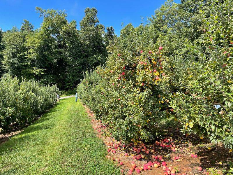 12 Of The Best Apple Orchards In North Carolina For The Perfect Fall Picking Trip - Decor Hint Stepp’s Hillcrest Orchard