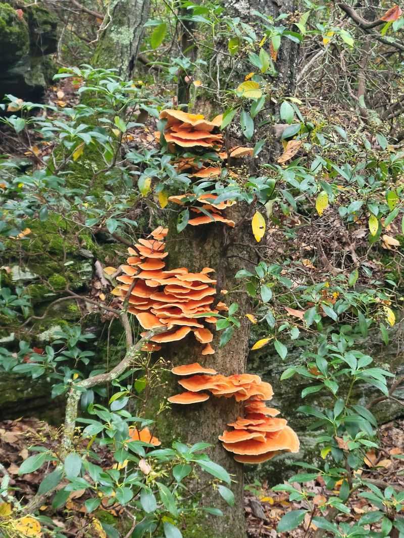 Autumn Color Transforms The Surrounding Woods