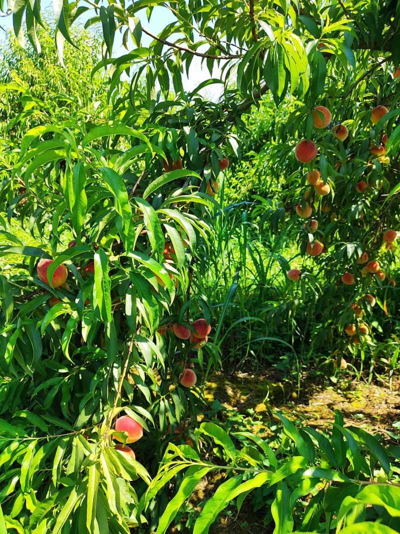 Peaches, Blueberries, And Blackberries Fill The Summer Gap