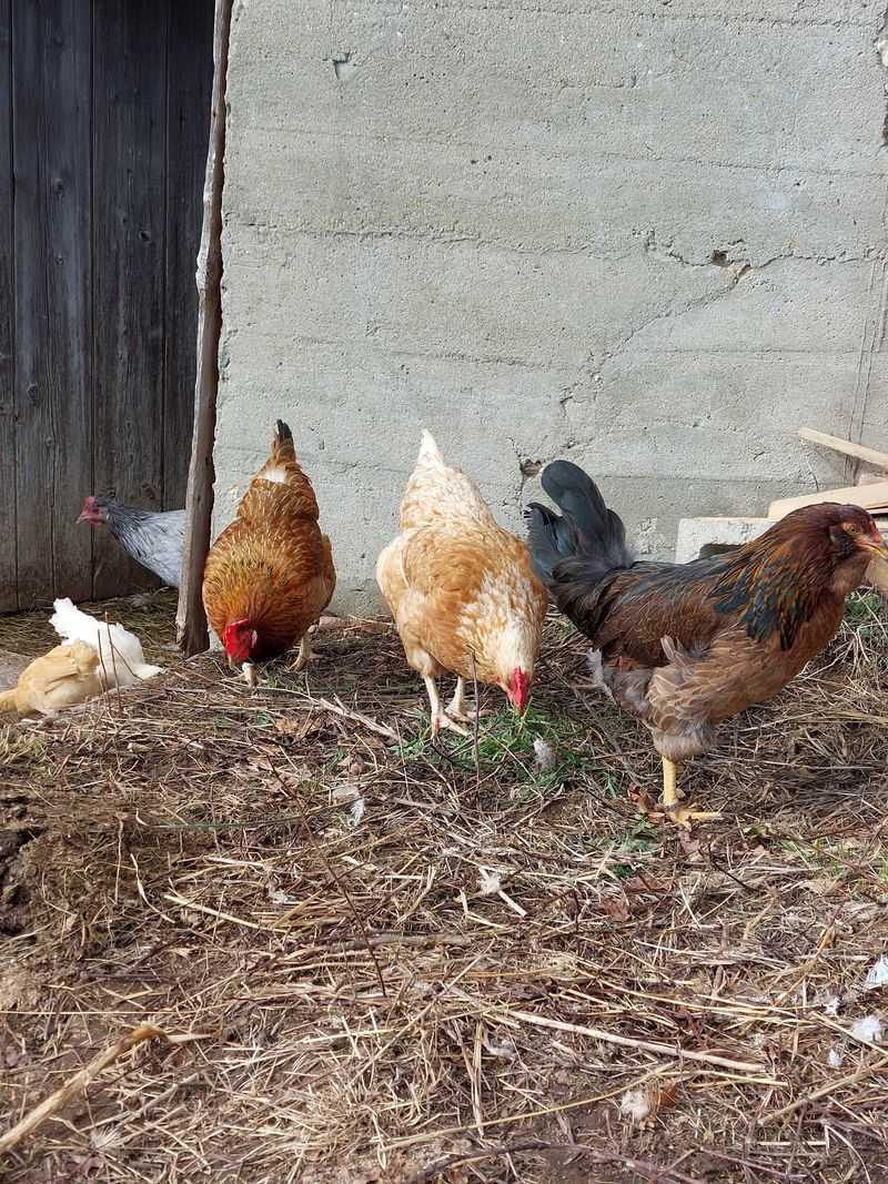 10 Connecticut Farms Where You Can Fill Your Freezer With Locally Raised Meat - Decor Hint The Stead Farm, Barkhamsted