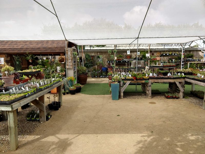 Water-Wise Plants Are Chosen With California Heat In Mind