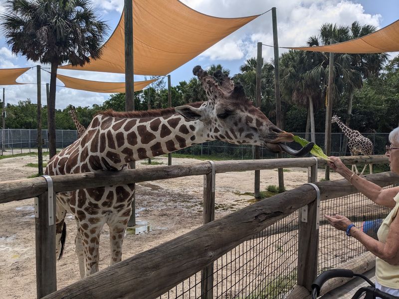 Naples Zoo At Caribbean Gardens
