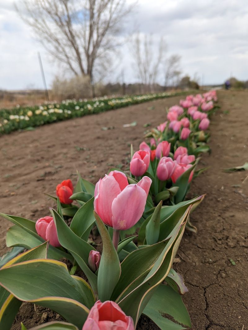 Tulip Season Before the Sunflowers Arrive