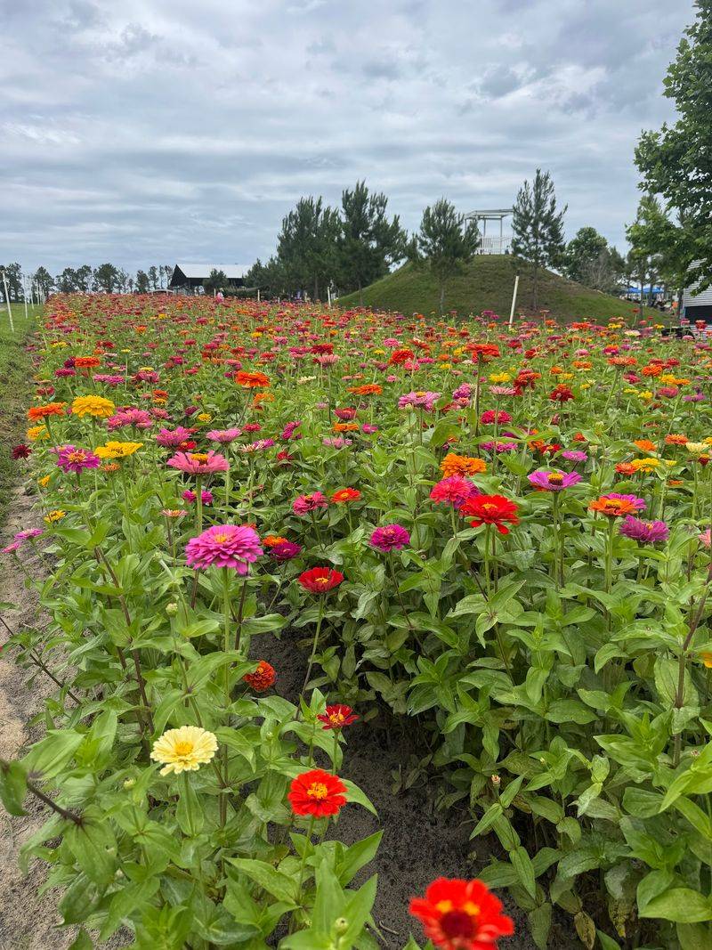 More Color Among The Blooms
