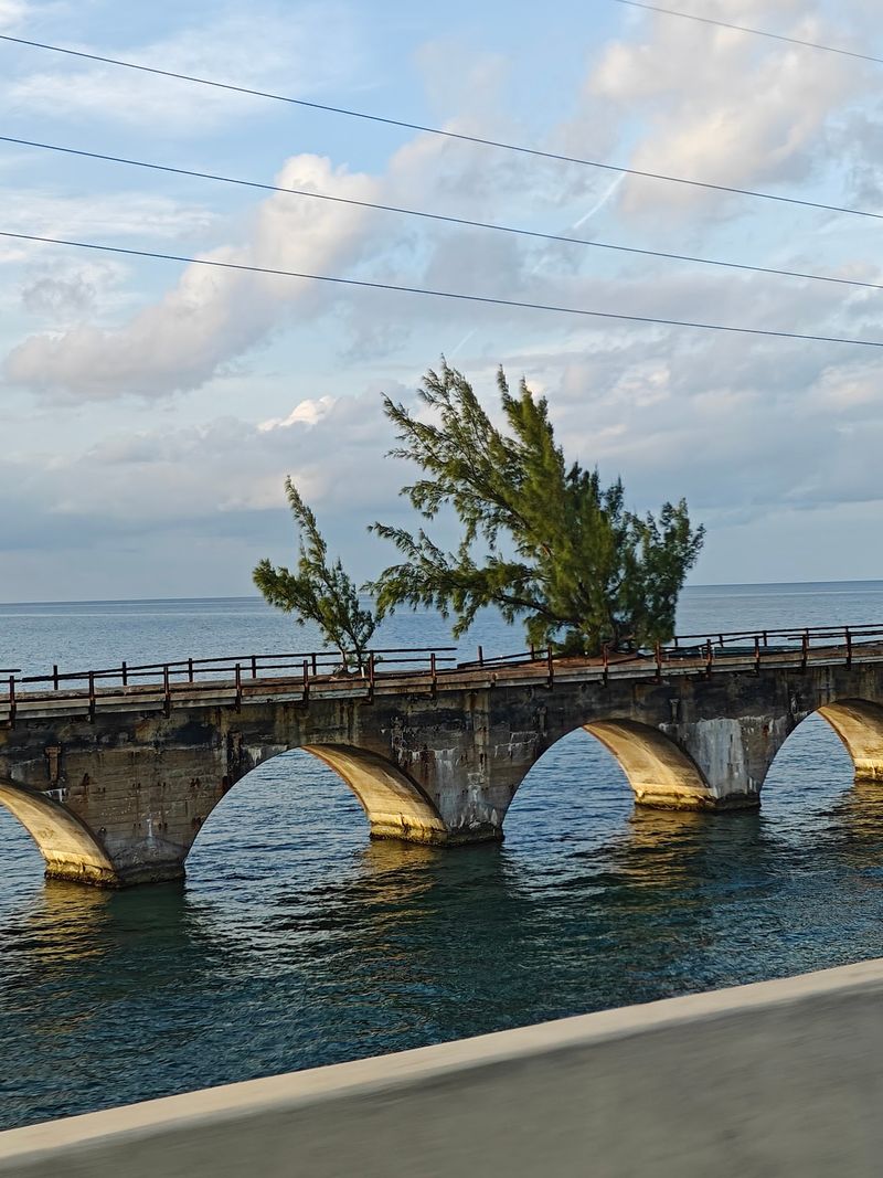 Fred the Tree and Other Bridge Characters
