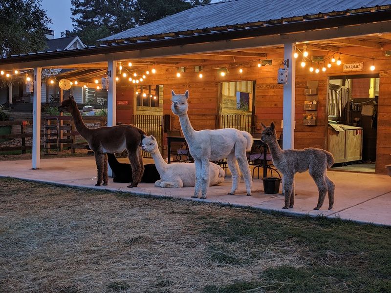 Fancy, Luna, And The Rest Of The Cast