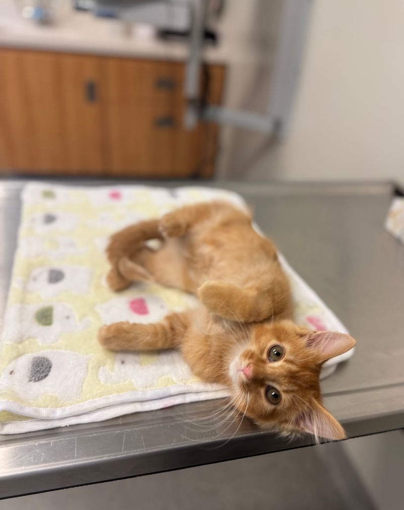 New Kidneys For Lucky Cats