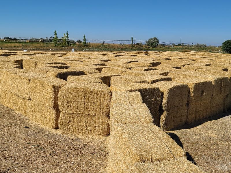 8 Idaho Mazes That Take Families At Least An Hour To Escape This October - Decor Hint Tubbs Berry Farm, Twin Falls, ID
