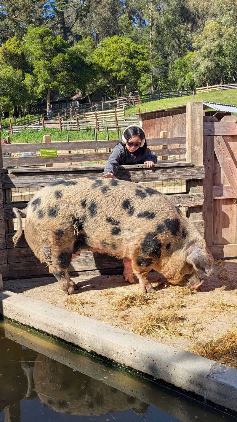 Meet The Animals At Little Farm