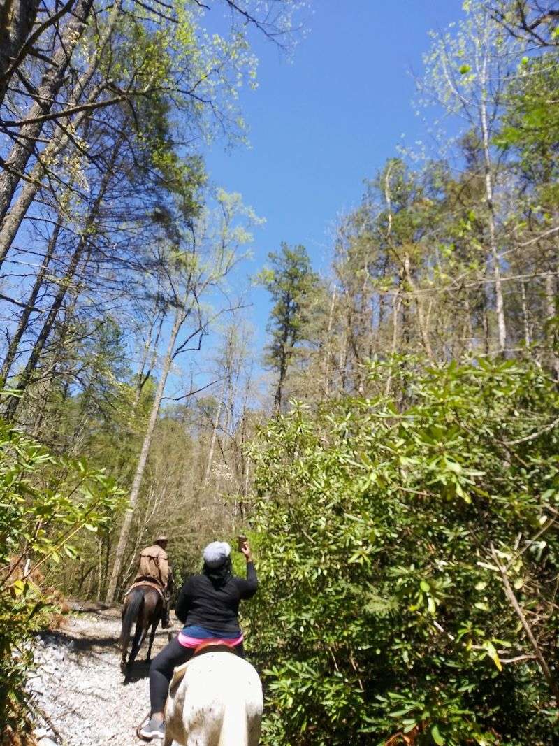 Try A Trail Ride Even If You Have Never Been On A Horse Before