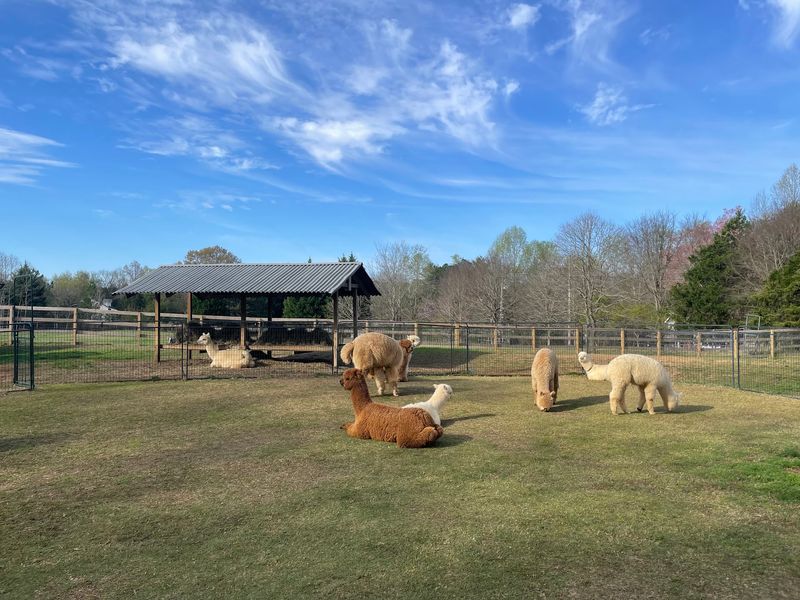 Book A Picnic And Relax Among The Alpacas For Two Full Hours