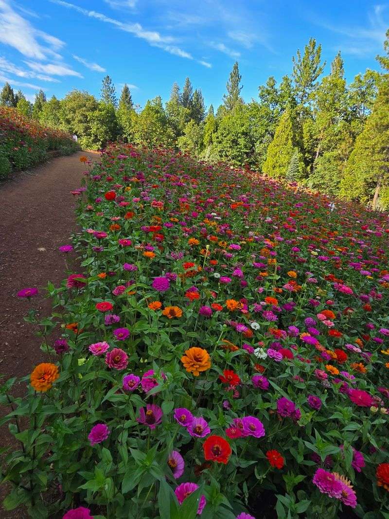 Apple Ridge Farms: Trails, Treats, and Pumpkins