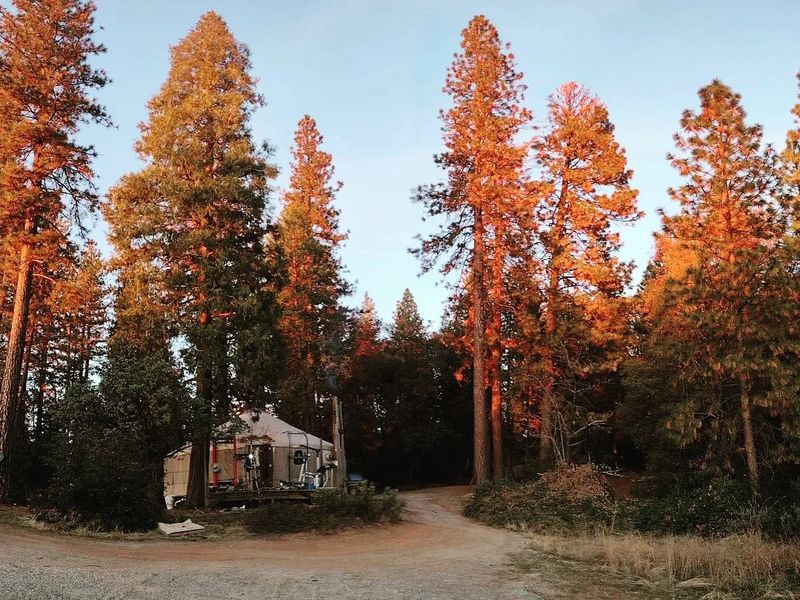 Nevada City's Skeletons In The Pines