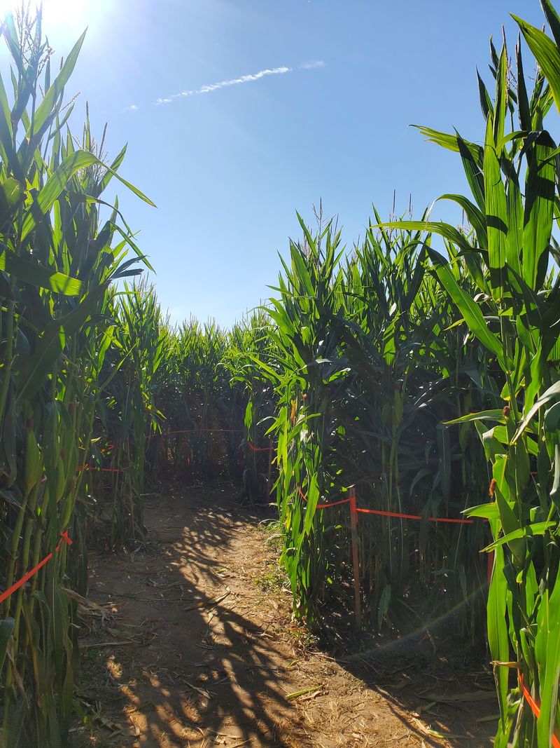 8 Idaho Mazes That Take Families At Least An Hour To Escape This October - Decor Hint Swore Farms, Pocatello, ID