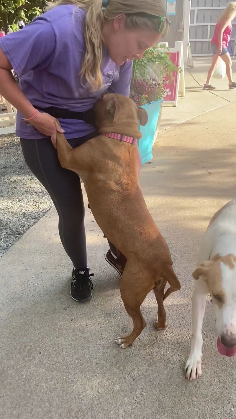 Dogs Get Time To Socialize Before Meeting The Families Who May Take Them Home