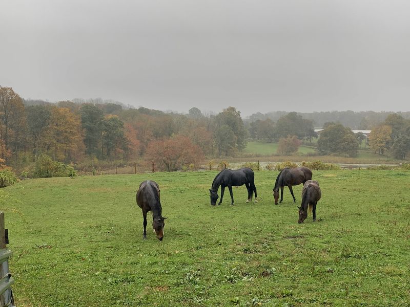 This Connecticut Farm Lets You Spend An Afternoon Grooming And Bonding With Horses - Decor Hint Autumn Adds Crisp Air And Colorful Surroundings