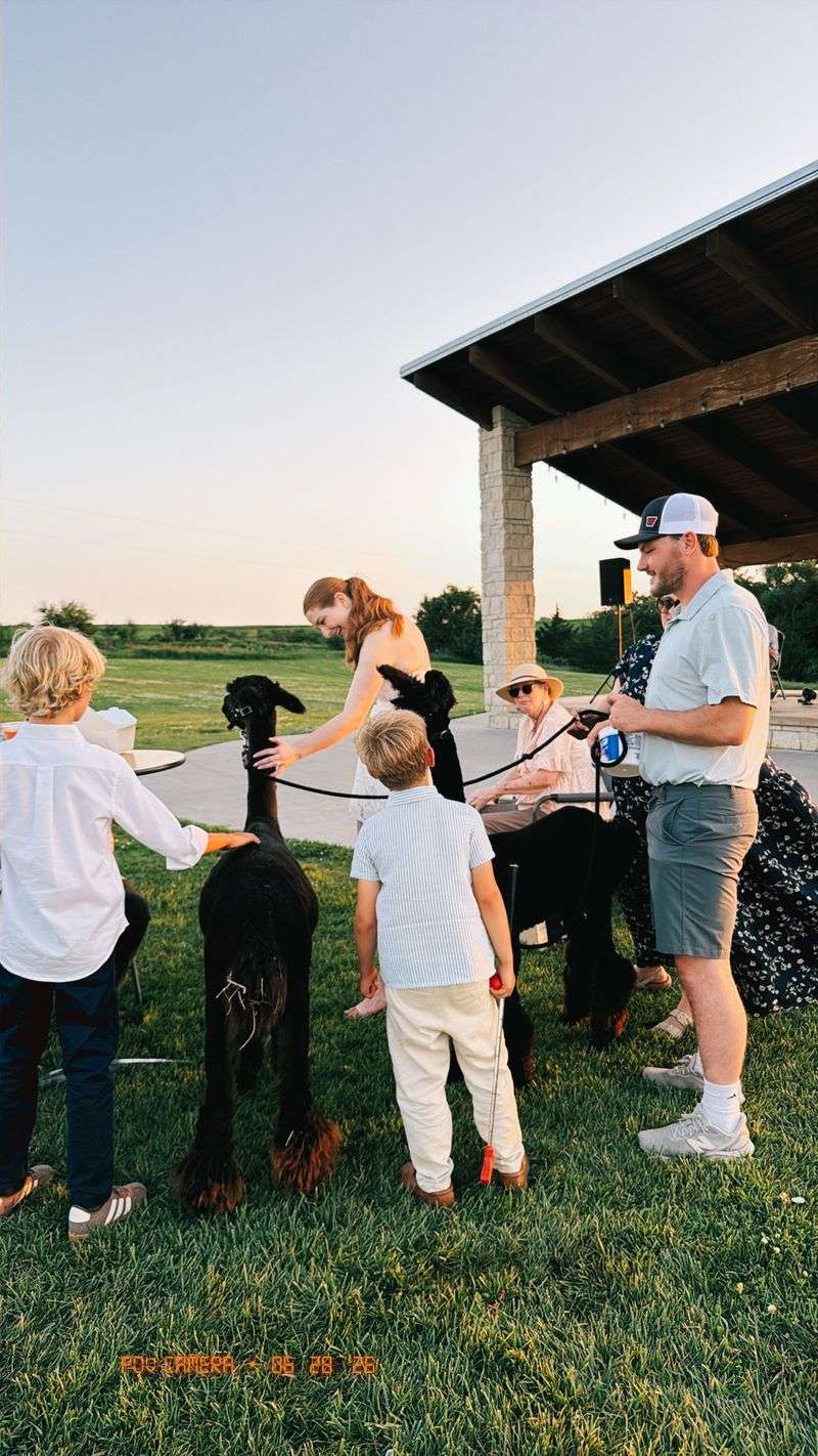 Alpacas That Travel to Your Party