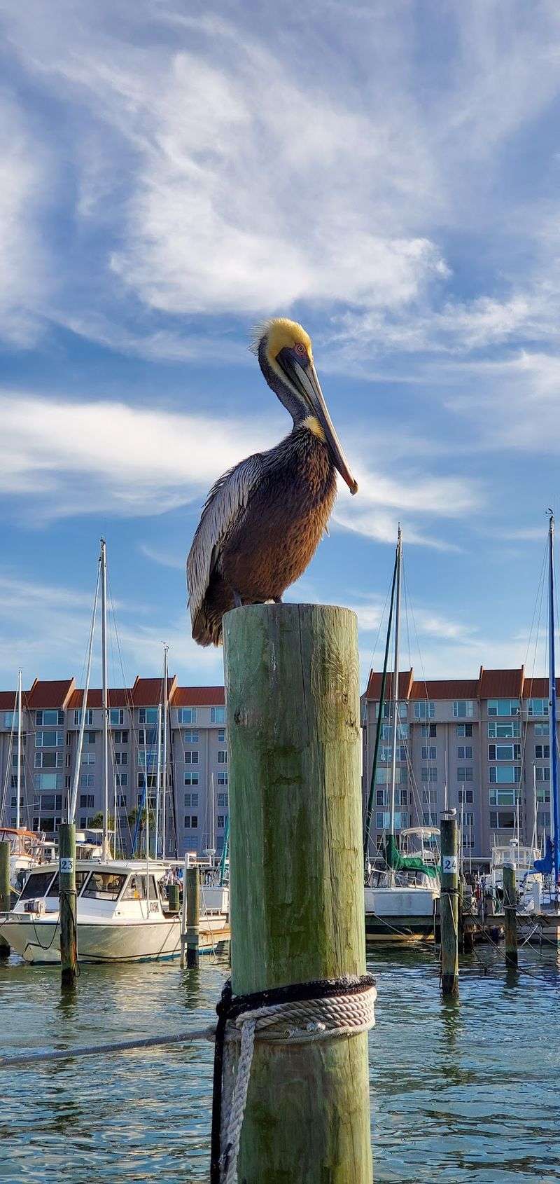 Owls, Trails And Piers
