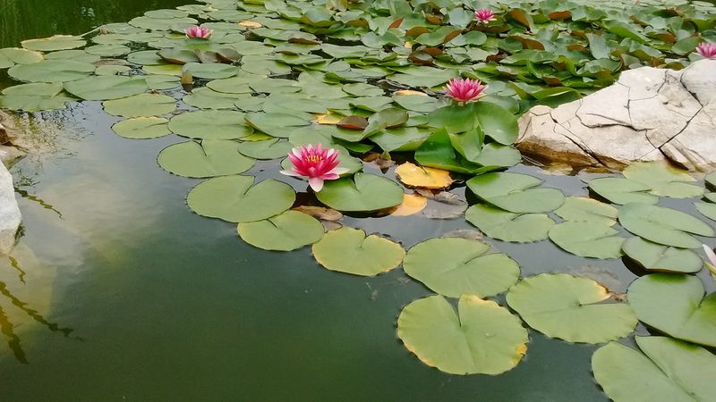 This Free Kentucky Japanese Garden Has Arched Bridges, Koi Ponds, And Peaceful Paths Waiting To Be Explored - Decor Hint Koi Fish With Very Good Manners