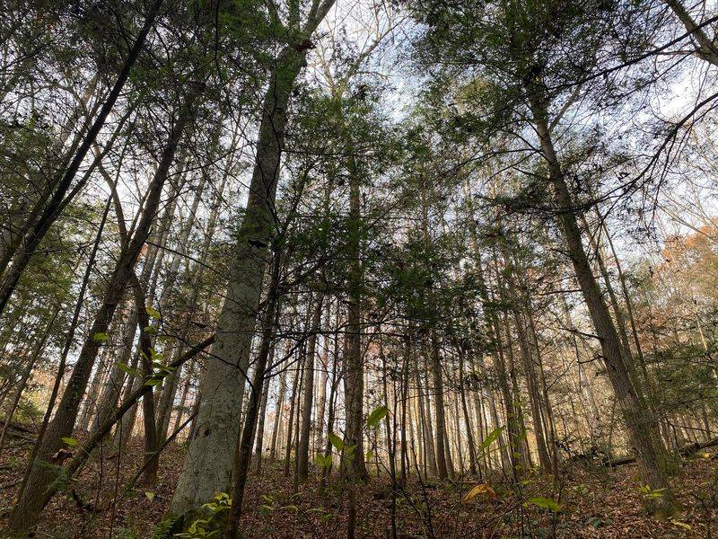 You Can Hike Past 350-Year-Old Trees And Towering Sandstone Bluffs On This Secret Kentucky Trail - Decor Hint Trees Older Than The United States