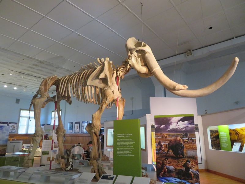 The Clash of the Mammoths Exhibit