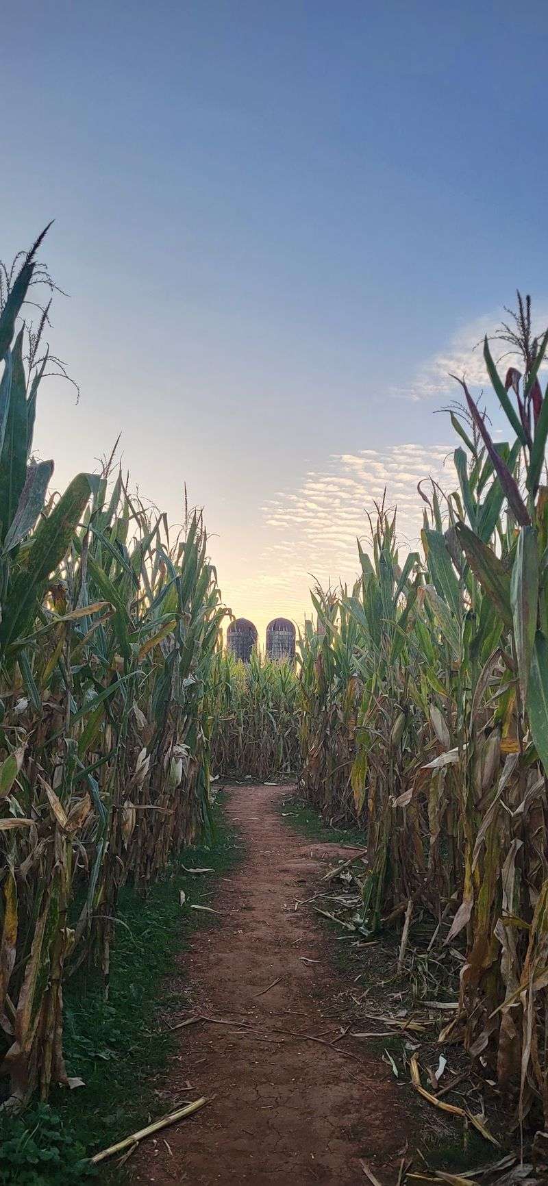 Getting Happily Lost In The Corn Maze