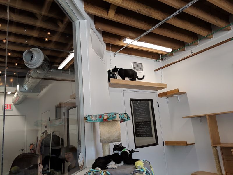 Inside the Sunlit Cat Playroom