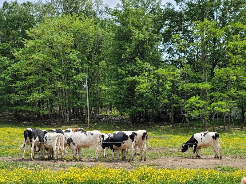 Pasture Views Tell One Part Of The Farm Story