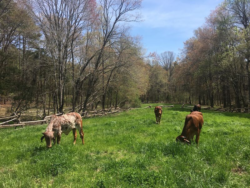 See How The Sanctuary Protects Its Cows And Bulls For Life